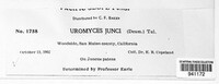 Uromyces junci image